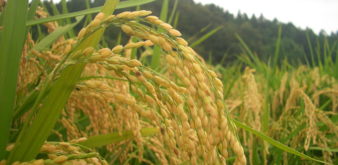 特別栽培米 コシヒカリ